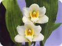 Bifrenaria harrisoniae alba